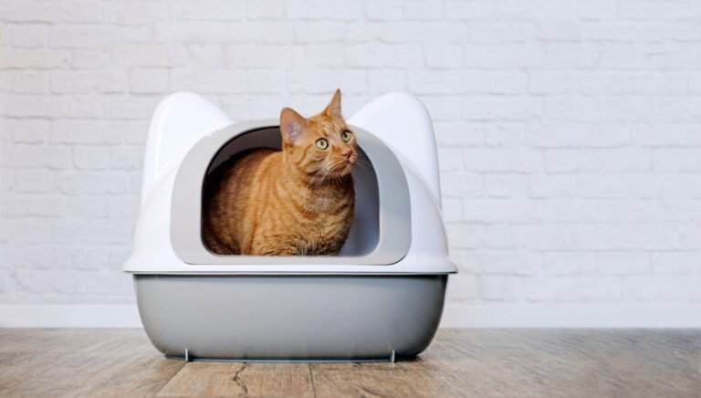 Petsmart Litter Box [The Ultimate Guide Updated] - Petsmartgo