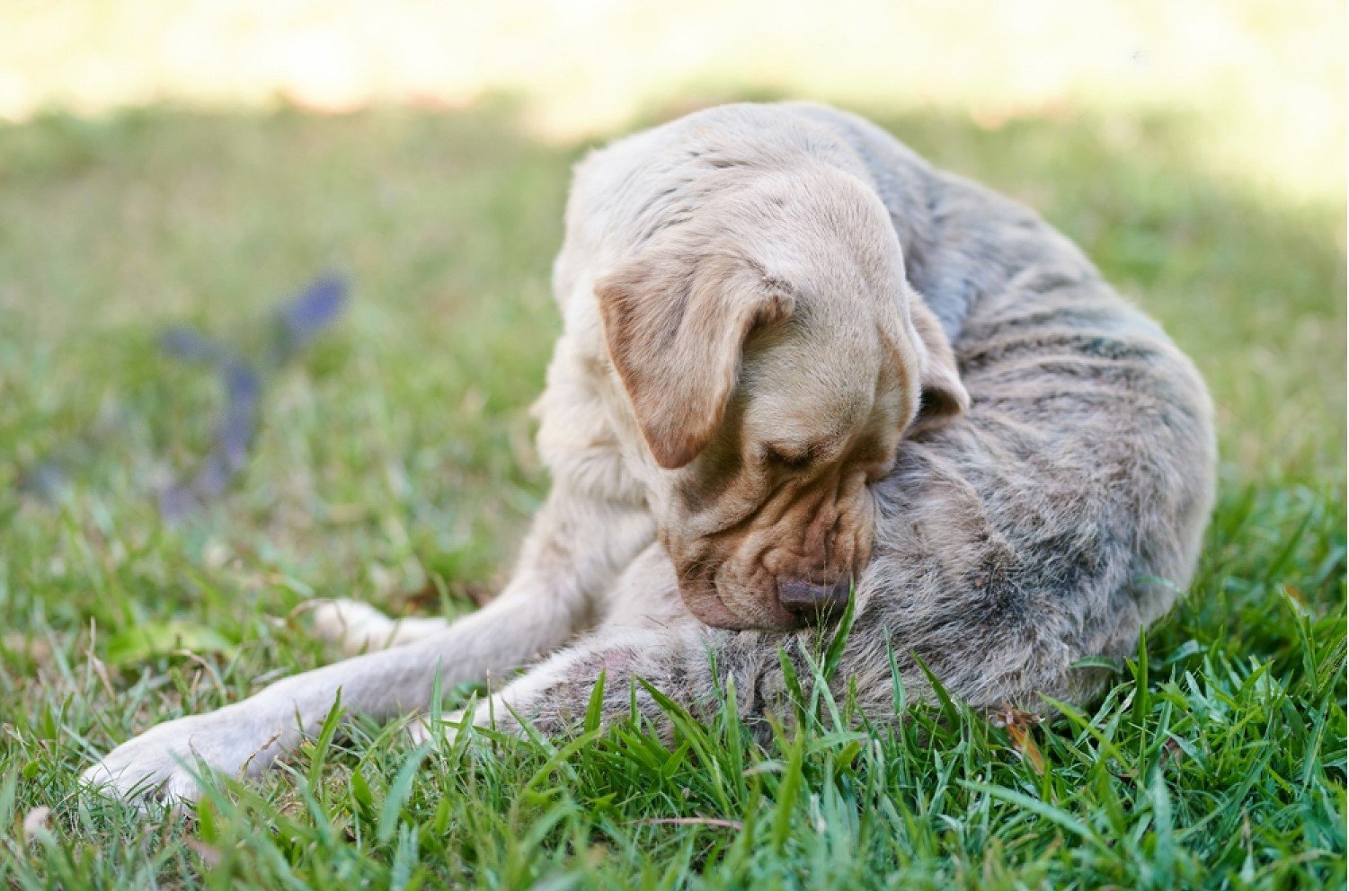 Why Is My Male Dog Leaking Brown Fluid From Anus Treatment