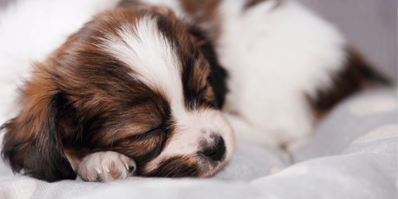 new puppy breathing fast
