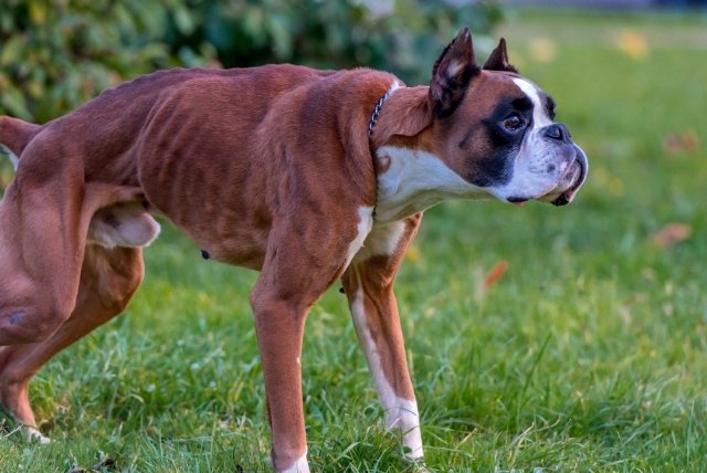 Reasons Why Your Boxer is So Skinny - Petsmartgo