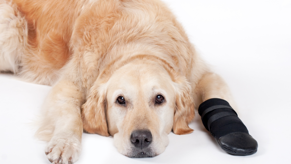 How to Treat a Limping Dog At Home