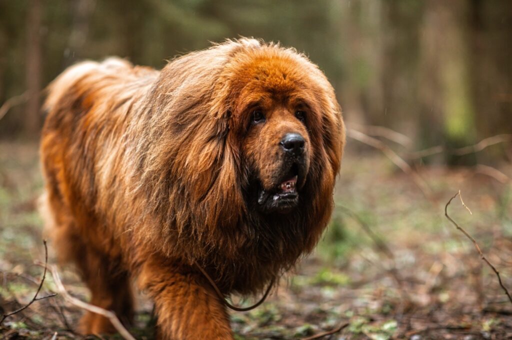 how much is the most expensive tibetan mastiff