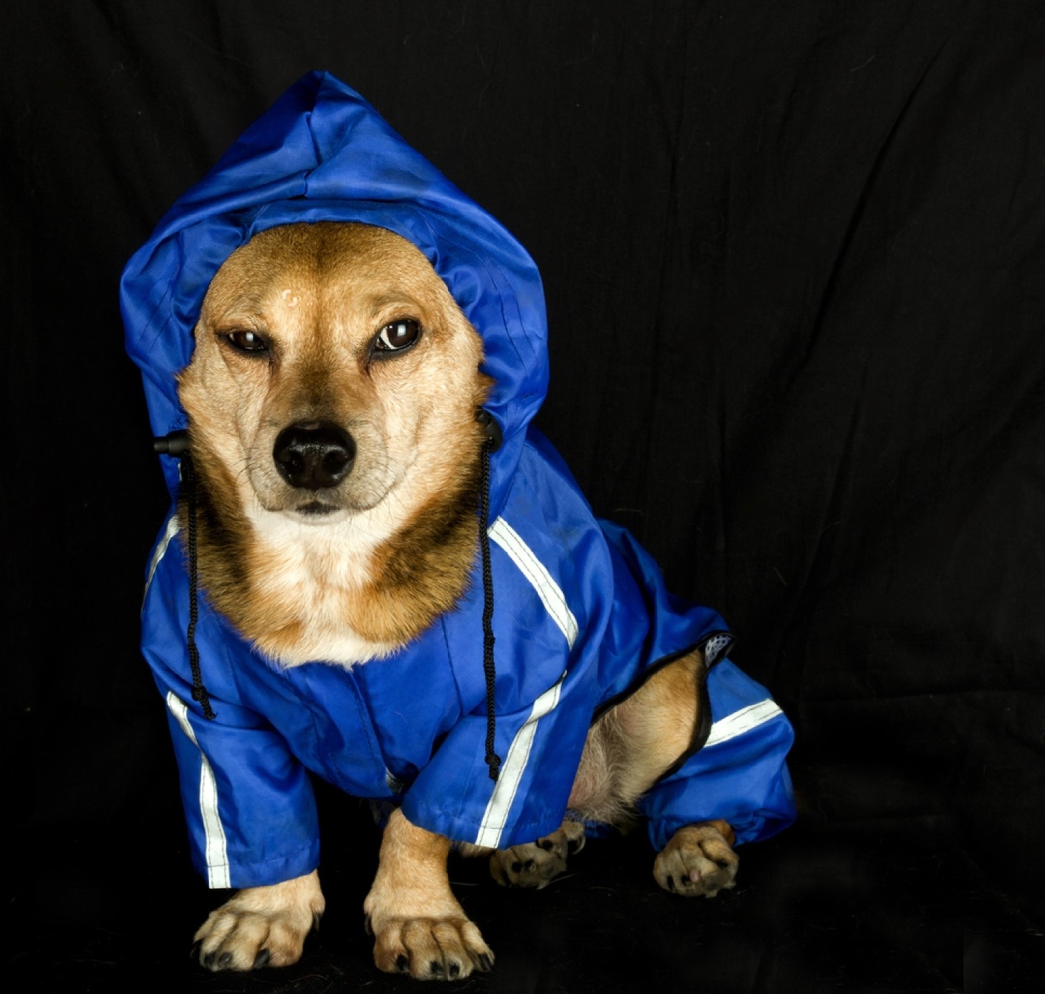 Top 9 Dog Breeds That Like Rain