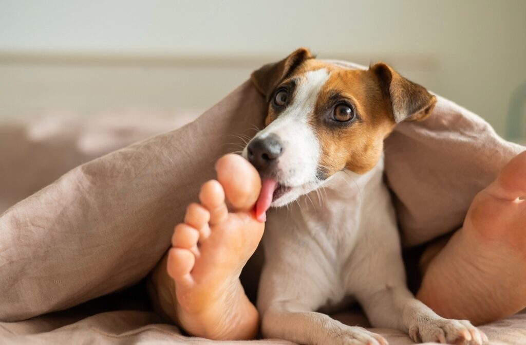 Why Do Dogs Lick Your Legs?