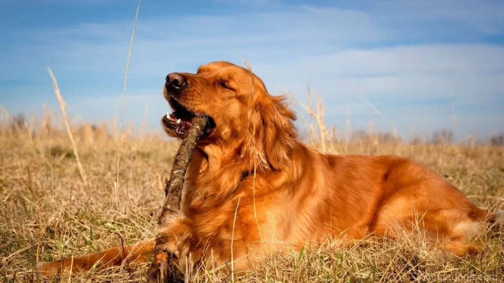 Why Do Golden Retrievers Eat Everything