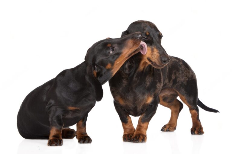 Why Does Dog Lick Other Dogs Ears? Uncover the Surprising Reasons