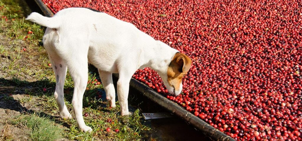 is cranberry juice good for dogs