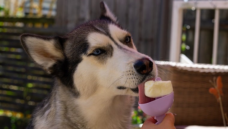 is vanilla yogurt ok for dogs