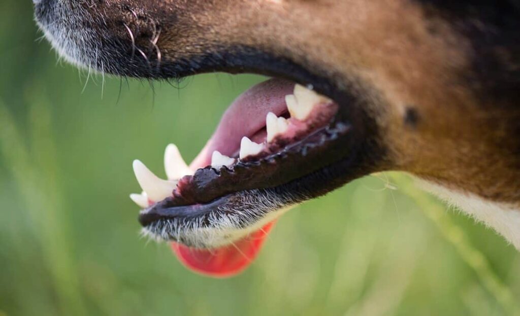 Teeth Chattering In Dogs