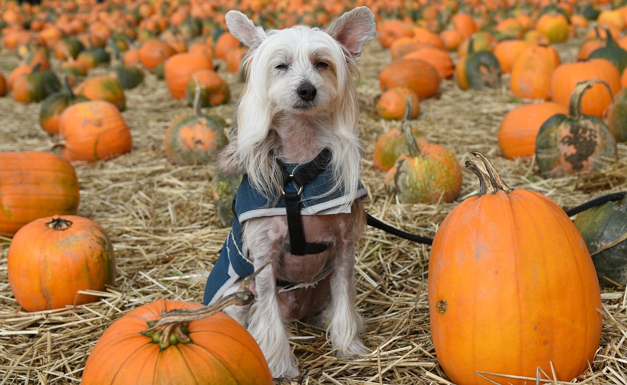 does pumpkin puree help dog anal glads