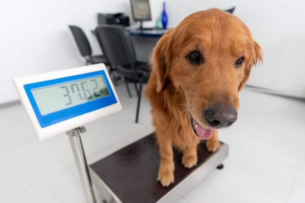 How To Get Elderly Dog To Gain Weight