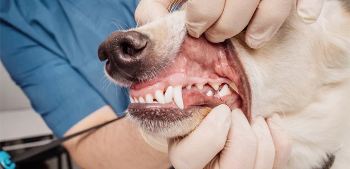 do dogs teeth chatter