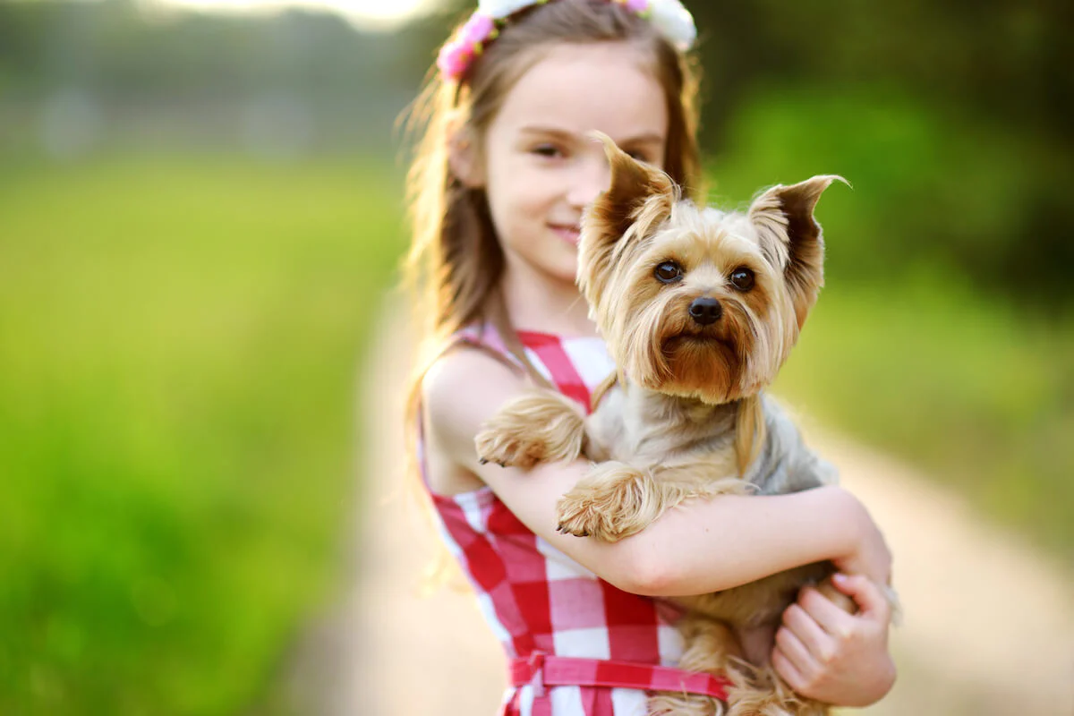 Are Yorkies Good With Kids