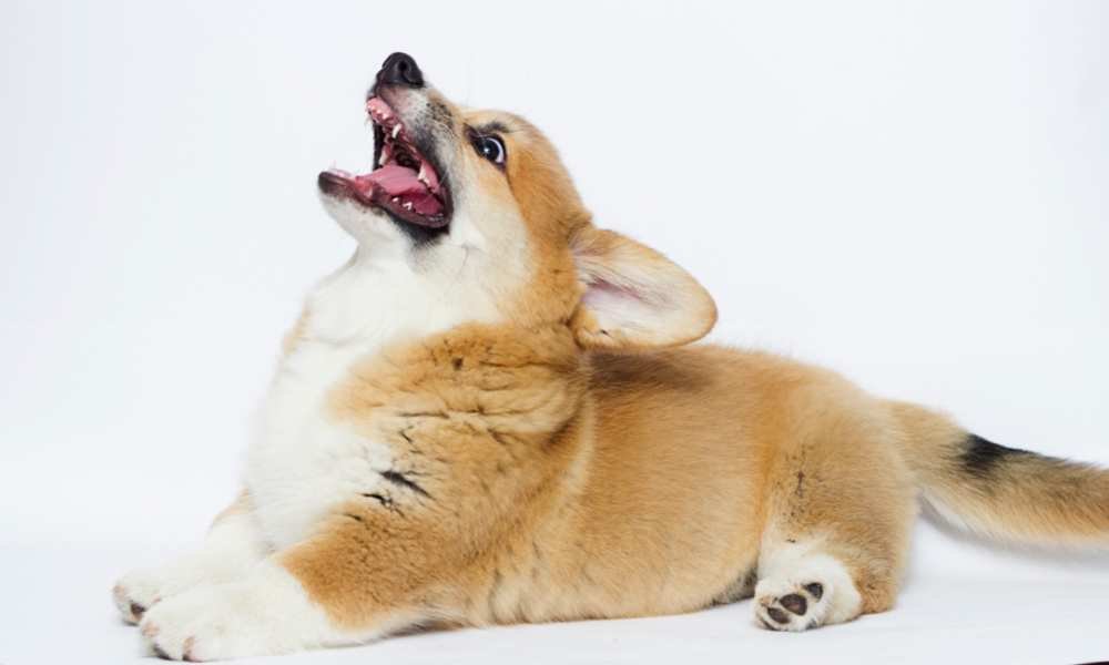 Are Corgis Aggressive