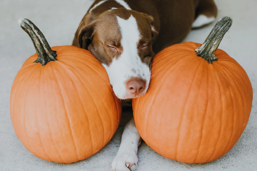 Pumpkin For Dog Scooting Does It Work Petsmartgo