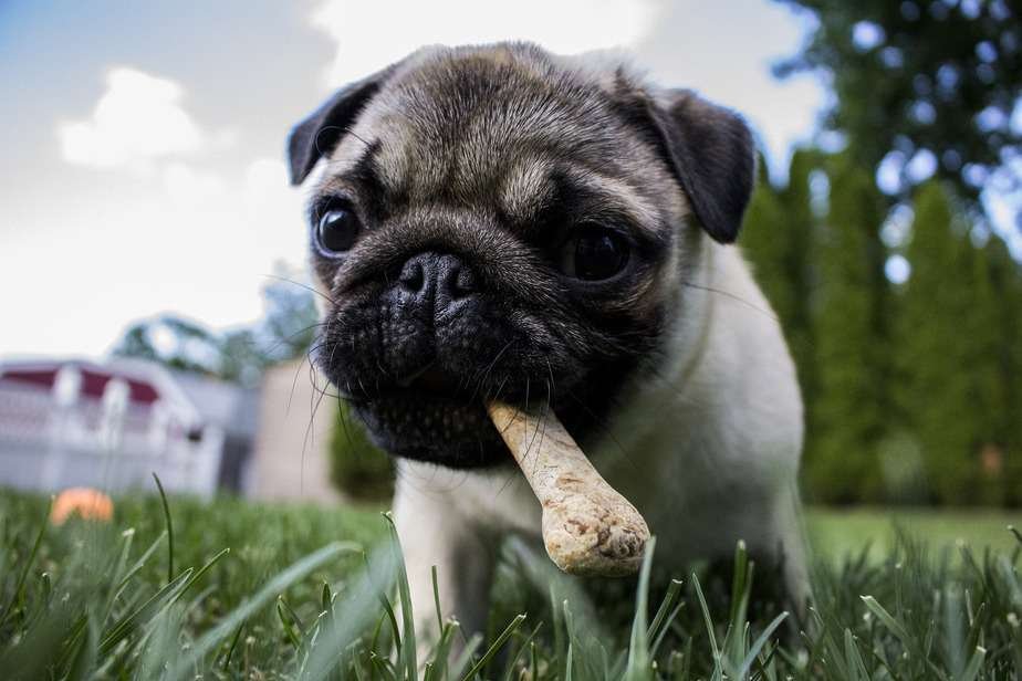 can a dog digest a steak bone