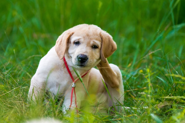 5 Tips To Keep Your Puppy Parasite-Free