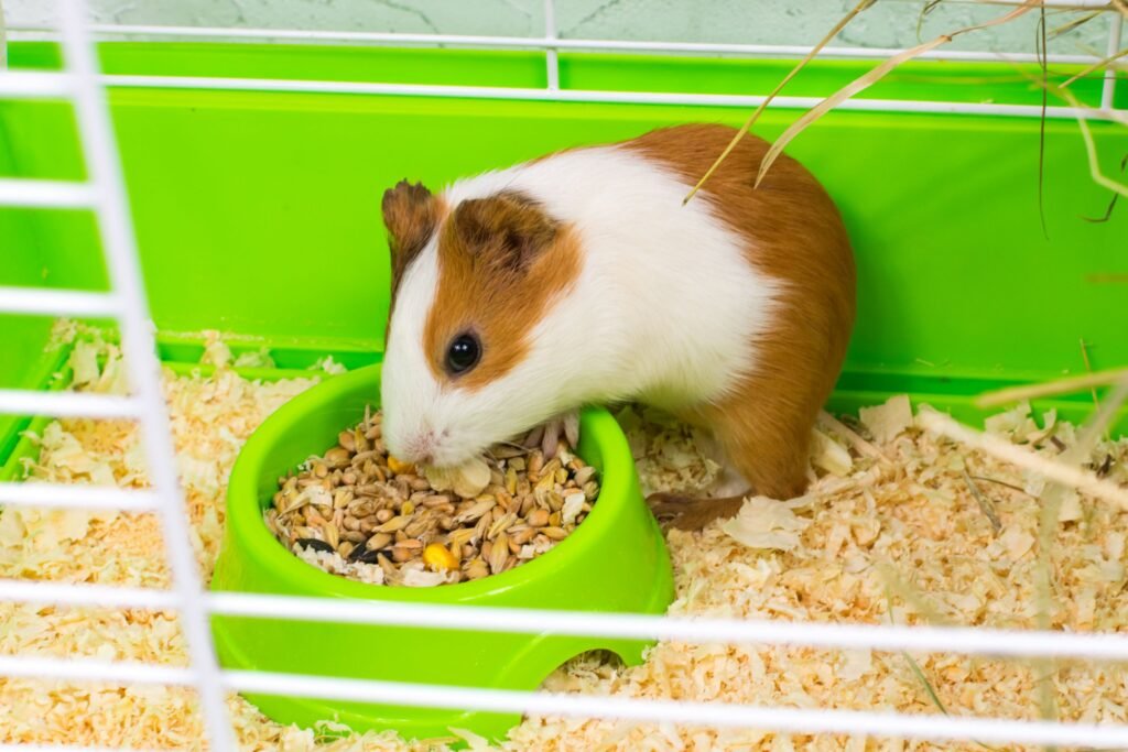 A Complete Guide To Buying And Setting Up The Best Guinea Pig Cage