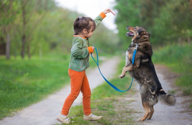 5 Useful Commands You Should Teach Your Dog Petsmartgo