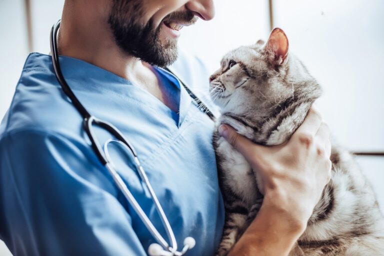 how-often-do-you-take-a-cat-to-the-vet-a-guide-to-cat-health-care