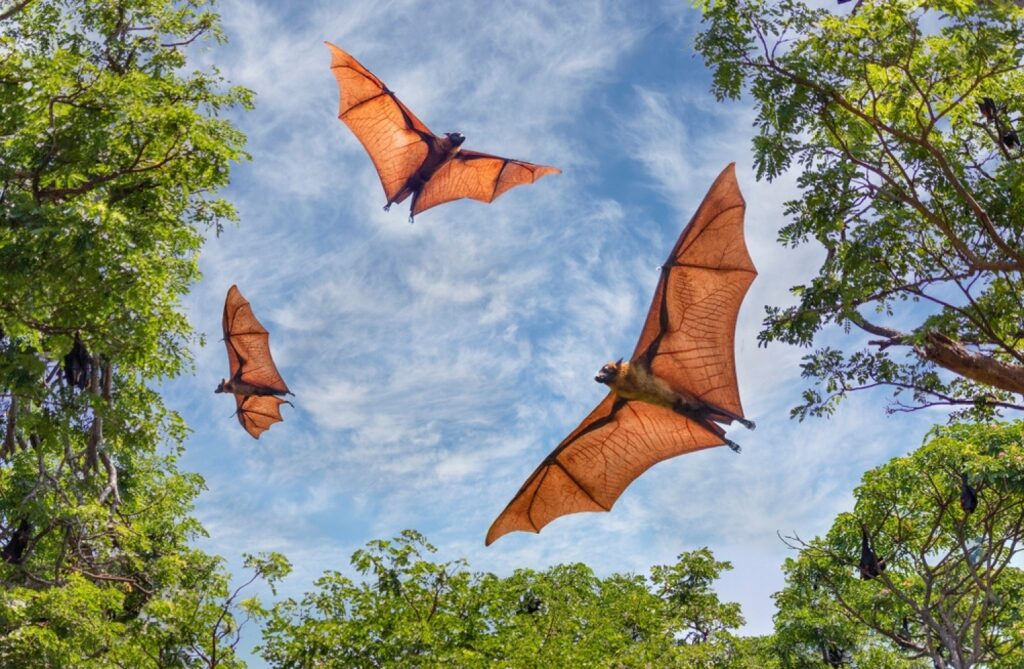 Are Bats Birds? All You Need To Know - Petsmartgo