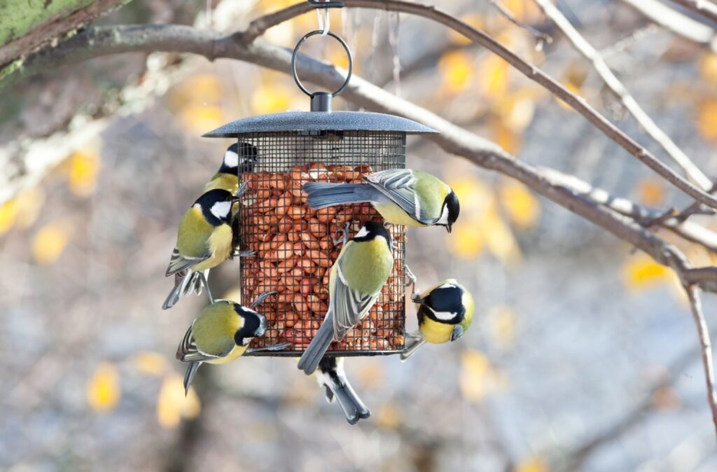 How to Attract Birds to Feeders? Petsmartgo