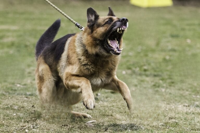 top-10-strongest-dog-bite-by-psi-petsmartgo