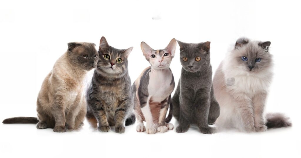 What Breed Is My Cat How Do I Determine My Cat's Breed? Petsmartgo