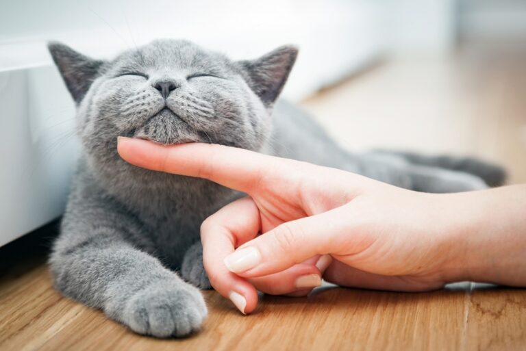 What Does It Mean When a Cat Purrs? Petsmartgo