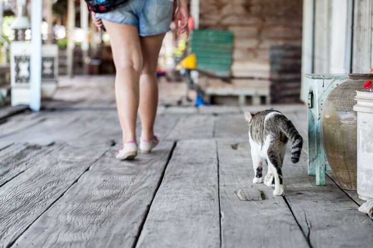 Why Does My Cat Follow Me Everywhere? Petsmartgo