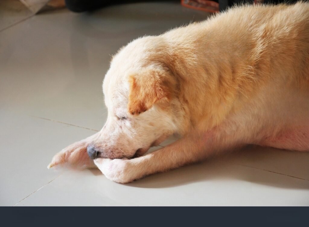 why-does-my-dog-bite-his-nails-here-is-the-reason-petsmartgo