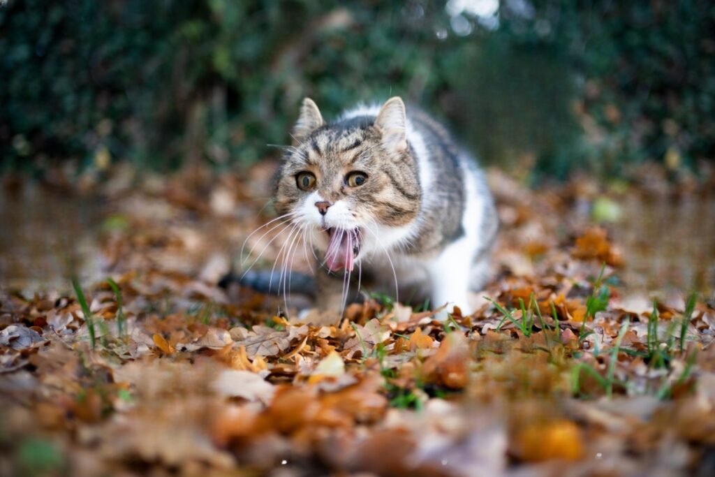 why-is-my-cat-throwing-up-petsmartgo