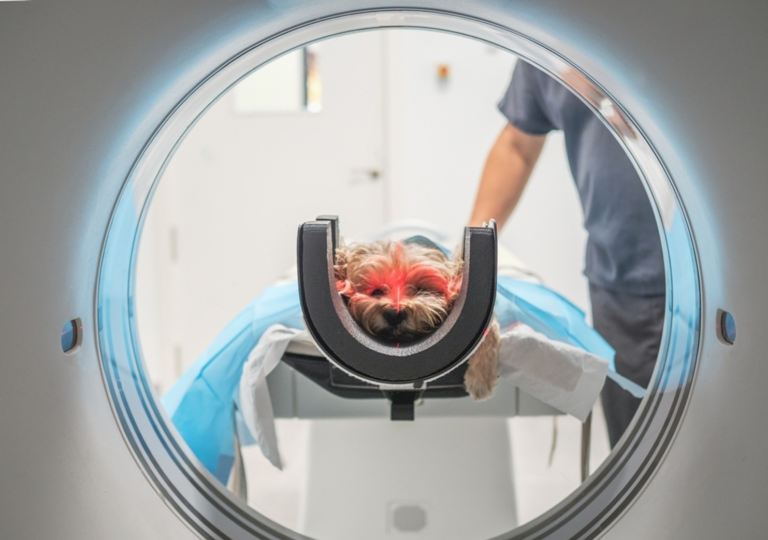 How long does a pet scan take petsmart