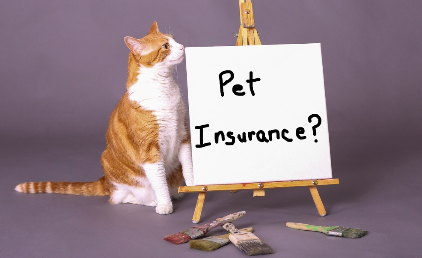 How Much Is Pet Insurance?