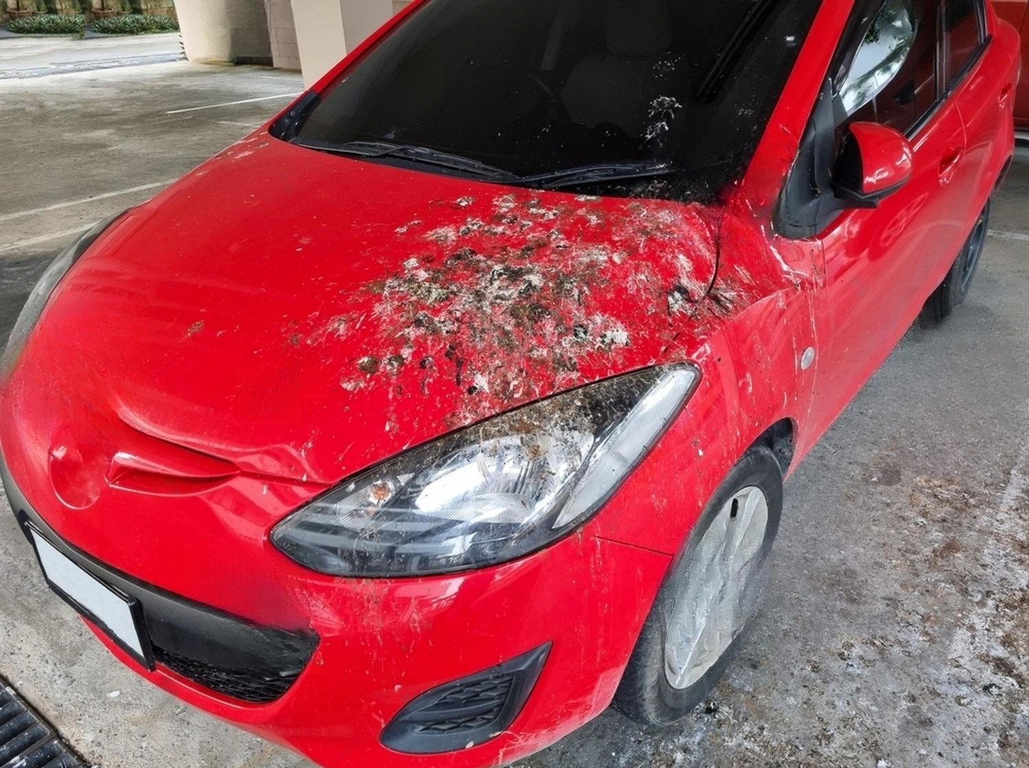 how-to-get-bird-poop-off-car-petsmartgo