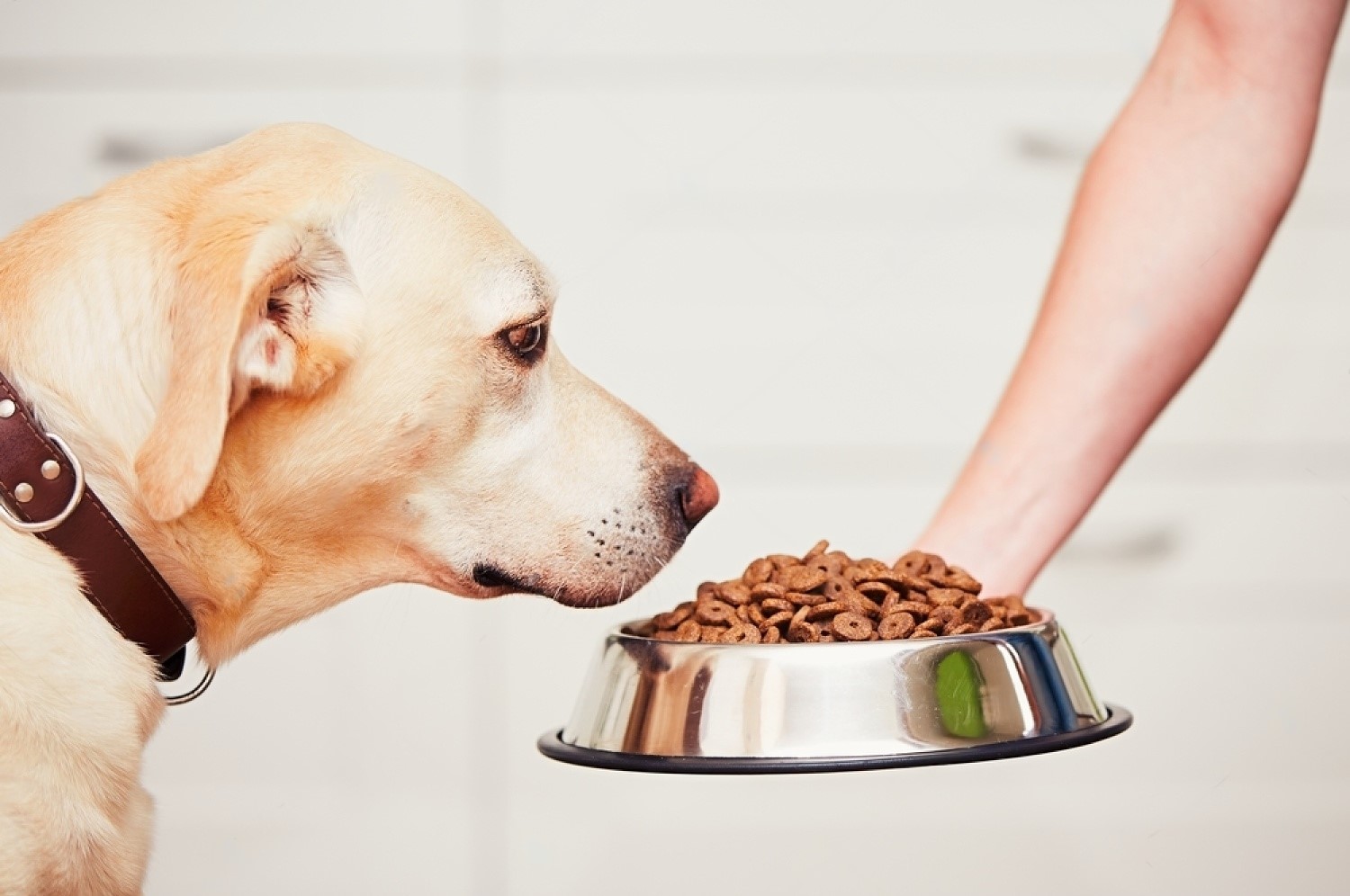 Switching Your Dog's Food