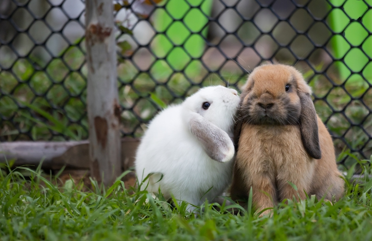 How Much Are Bunnies At Petsmart - Petsmartgo