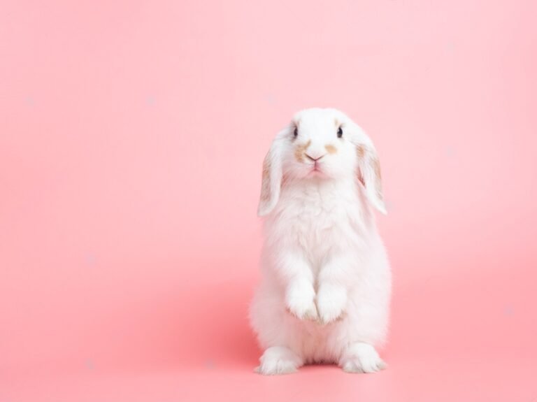 How Much Are Bunnies At Petsmart Petsmartgo