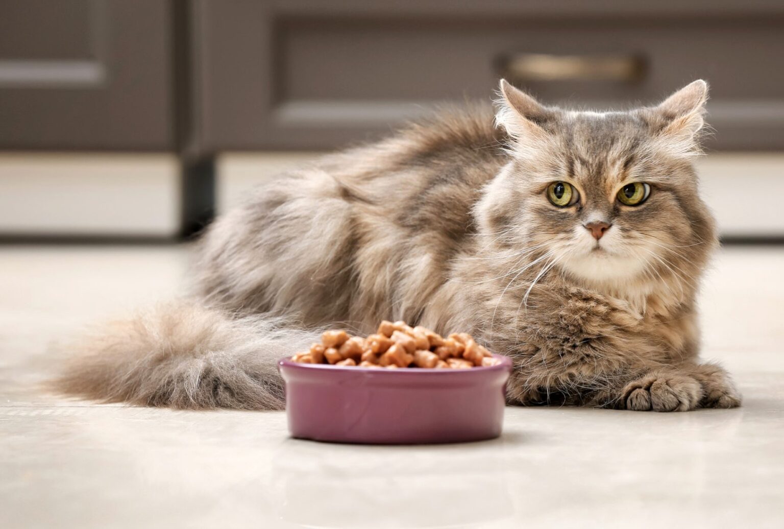 Cat Throwing Up Clear Liquid What To Do? Petsmartgo