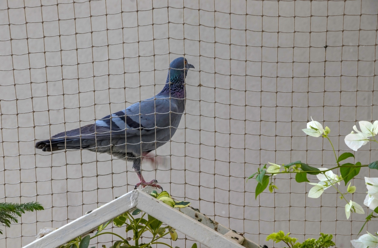 How To Catch A Bird? Petsmartgo