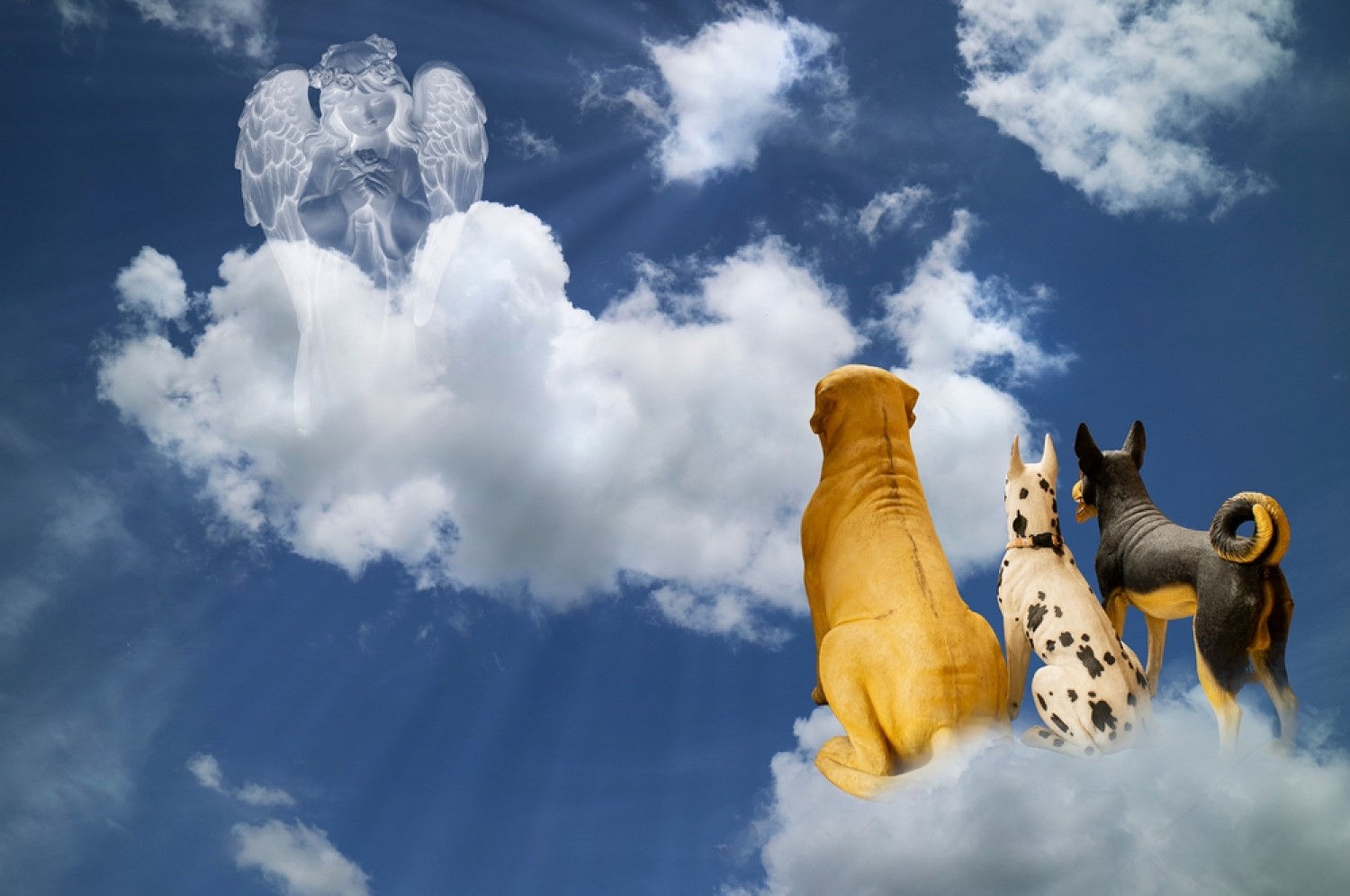 Where Do Dogs Go When They Die Understanding the Beliefs and Theories