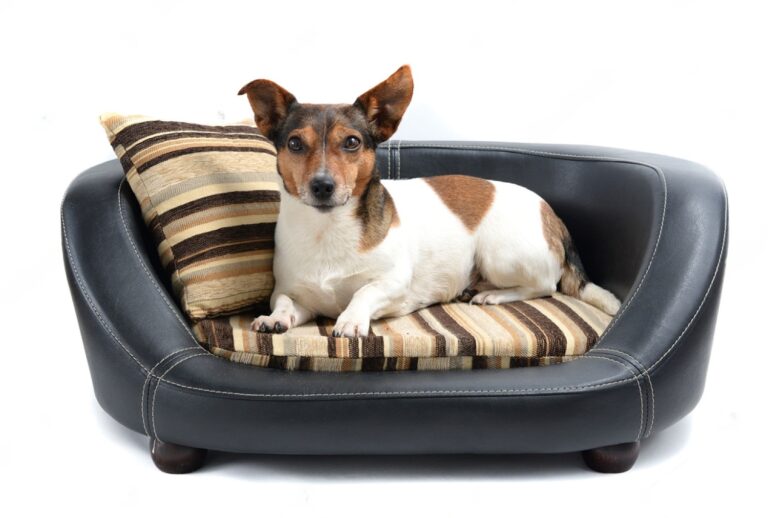 Petsmart Dog Beds Orthopedic - Petsmart