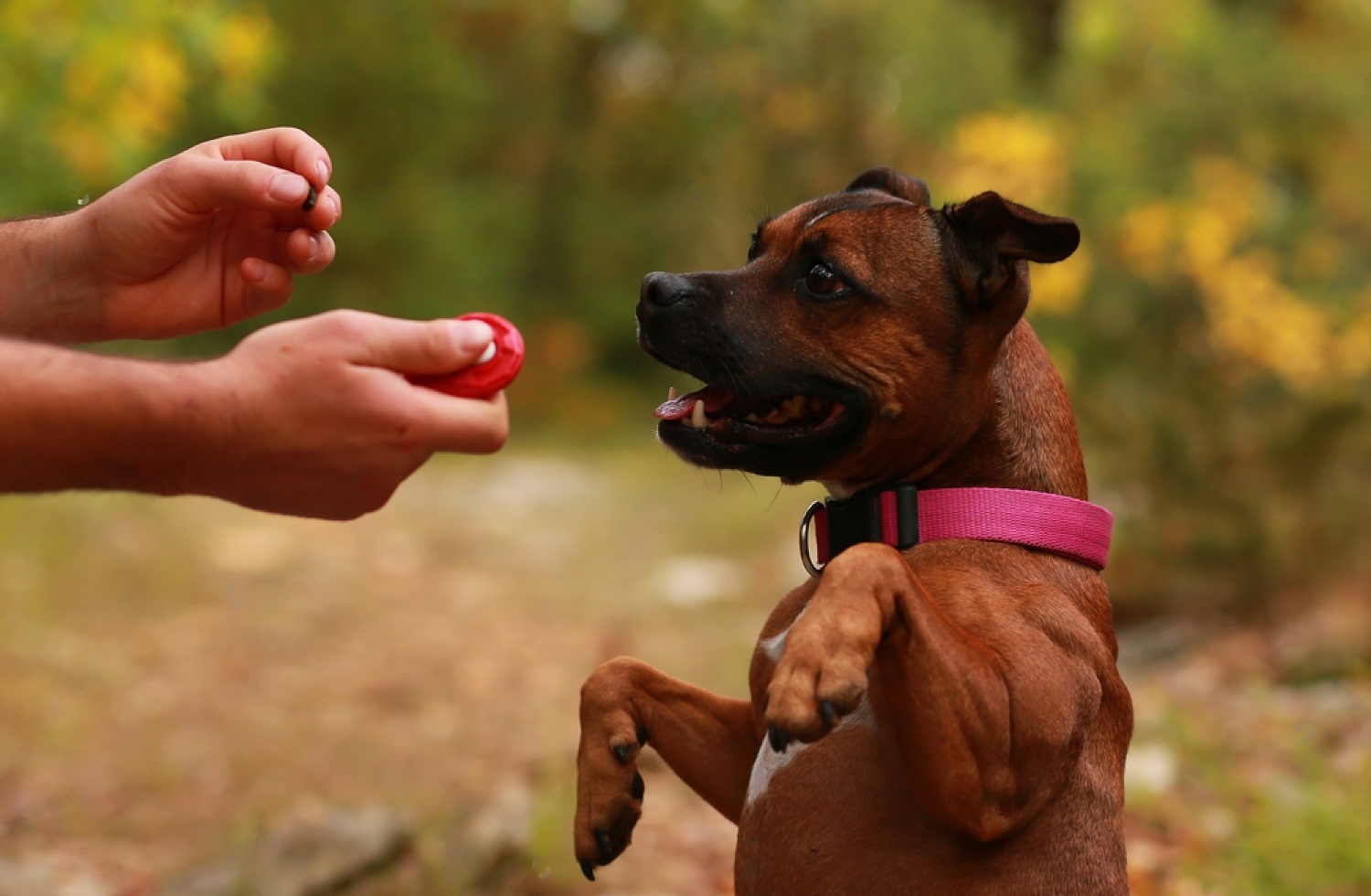 Petco VS Petsmart Dog Training
