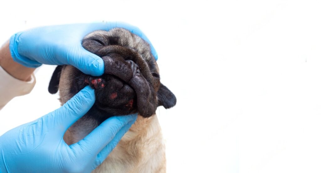 Can Dogs Get Pimples? Acne in Dogs Petsmartgo