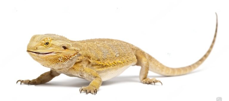 A Complete Guide to Bearded Dragon Petsmart - Petsmartgo