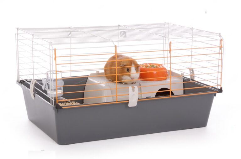 How Much Are Cages For Guinea Pigs At Petsmart Petsmartgo