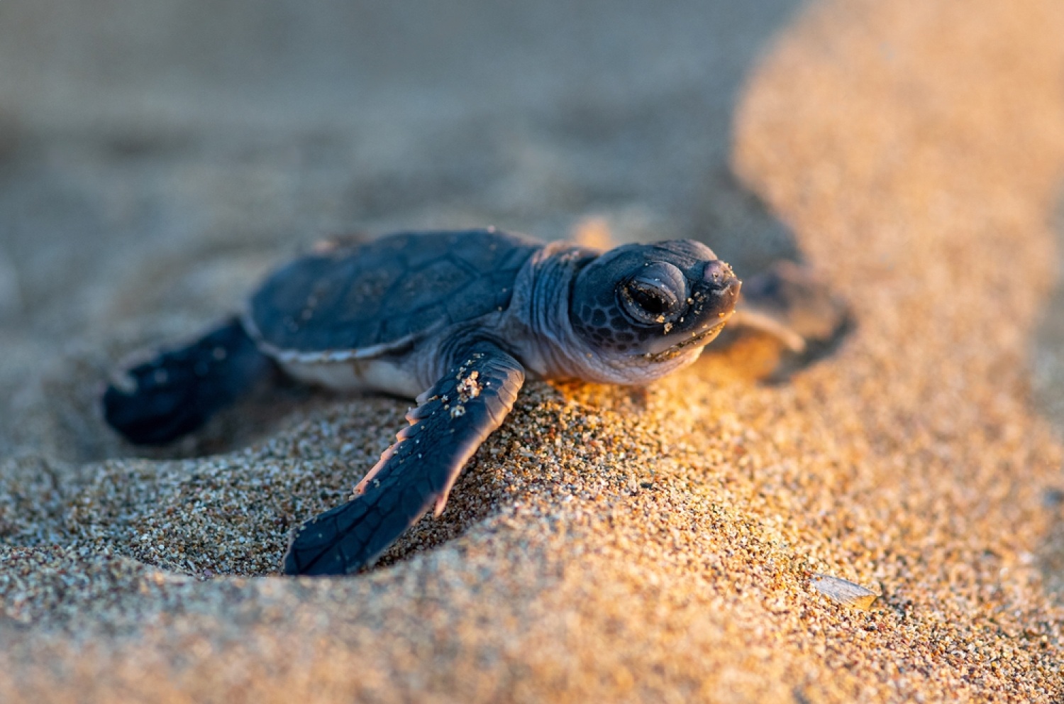Petsmart Turtles For Sale Petsmartgo