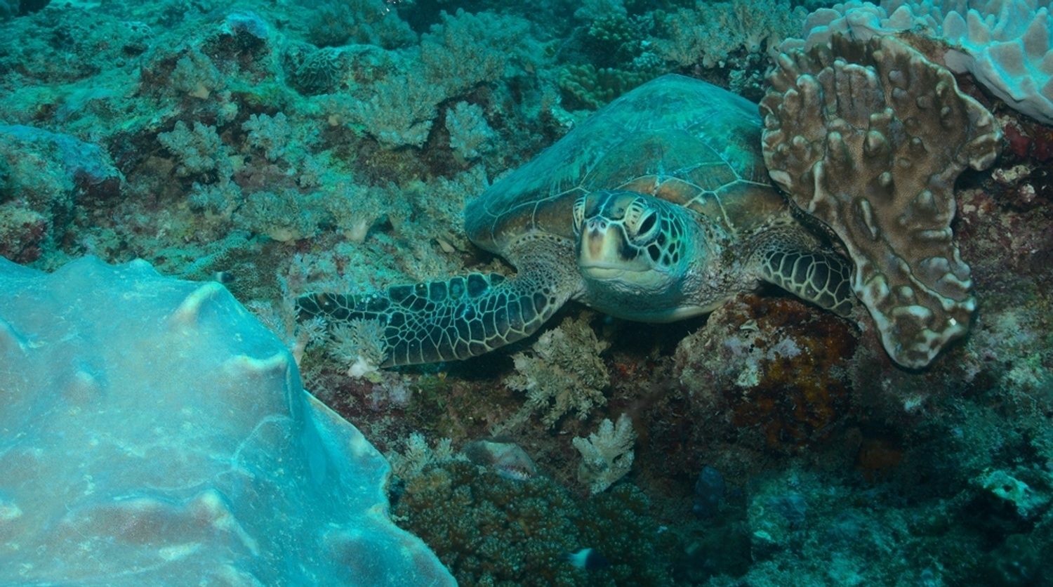 Petsmart Turtles For Sale Petsmartgo