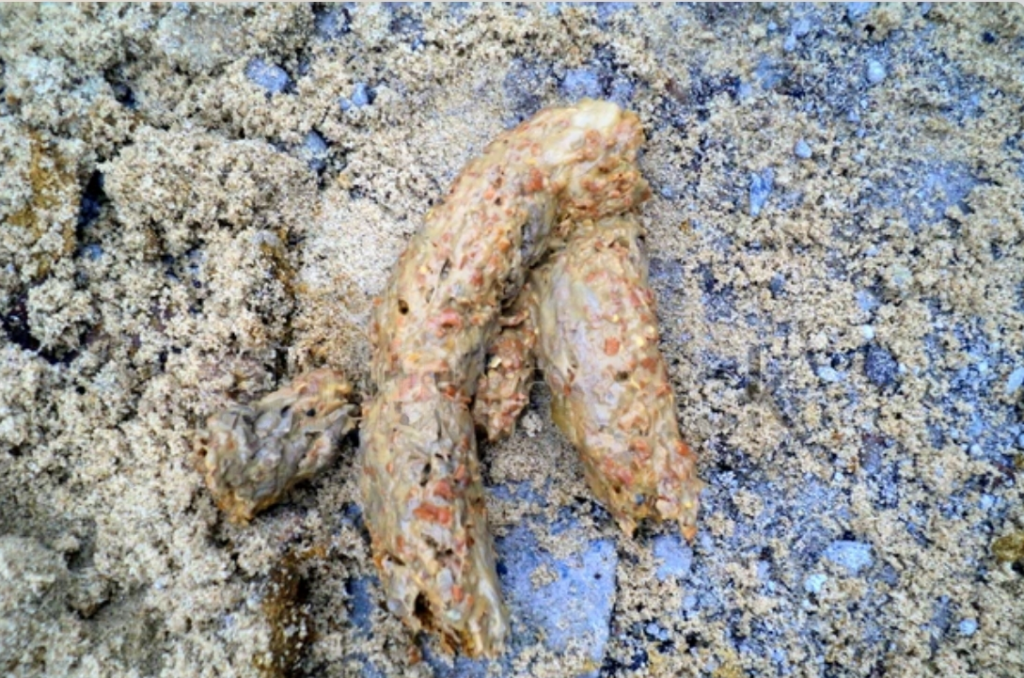 what-are-these-white-worms-in-my-soil