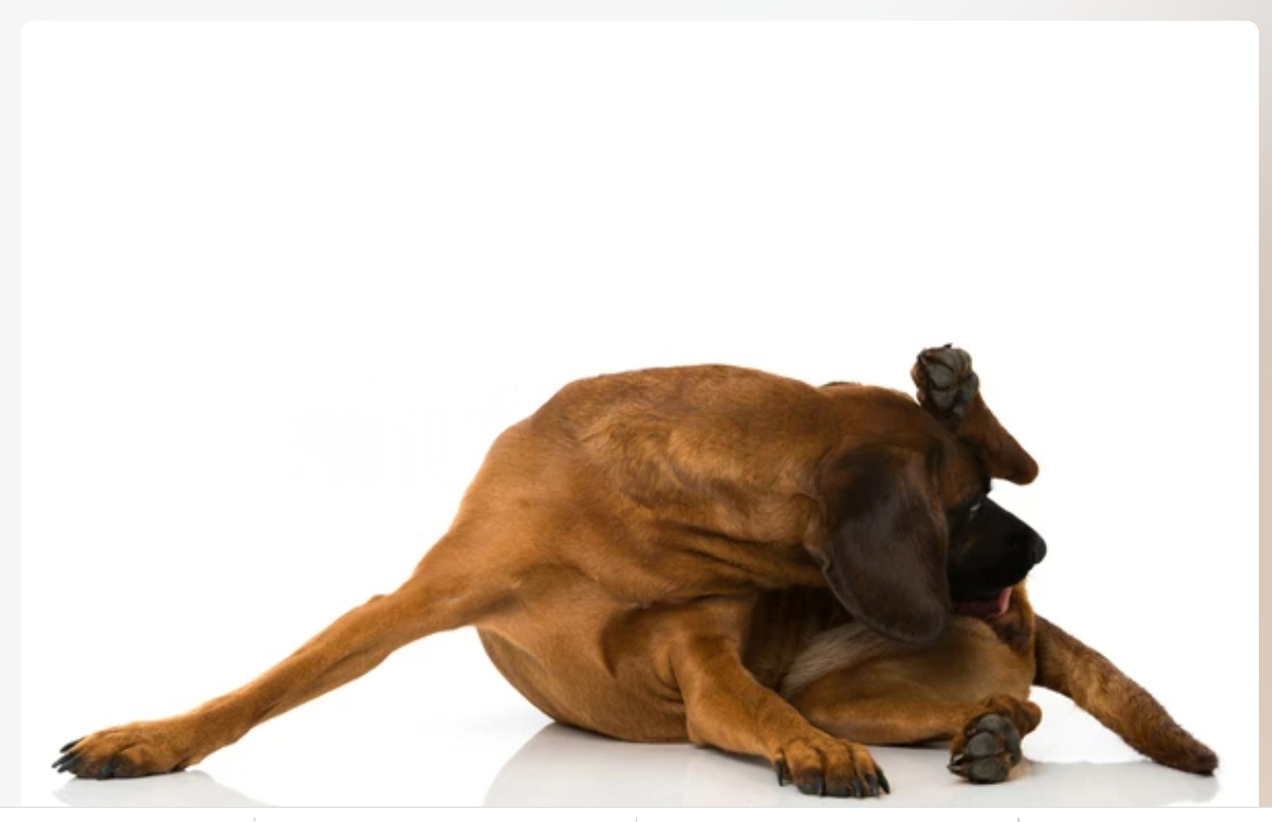 My Dog Keeps Biting His Bum and Tail: Possible Causes and Solutions
